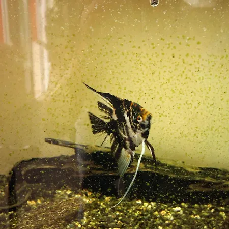 Seaside With A Swimming Pool Prigradica, Korcula - 9290 Apartman *