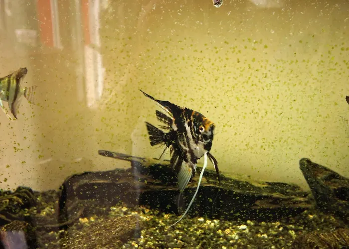 Seaside With A Swimming Pool Prigradica, Korcula - 9290 公寓 *